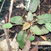 <i>Cryptocoryne beckettii</i>  Thuill. ex Trim.